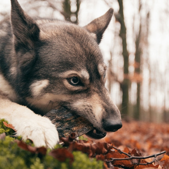 Viking twist Horn - M – Größenansicht